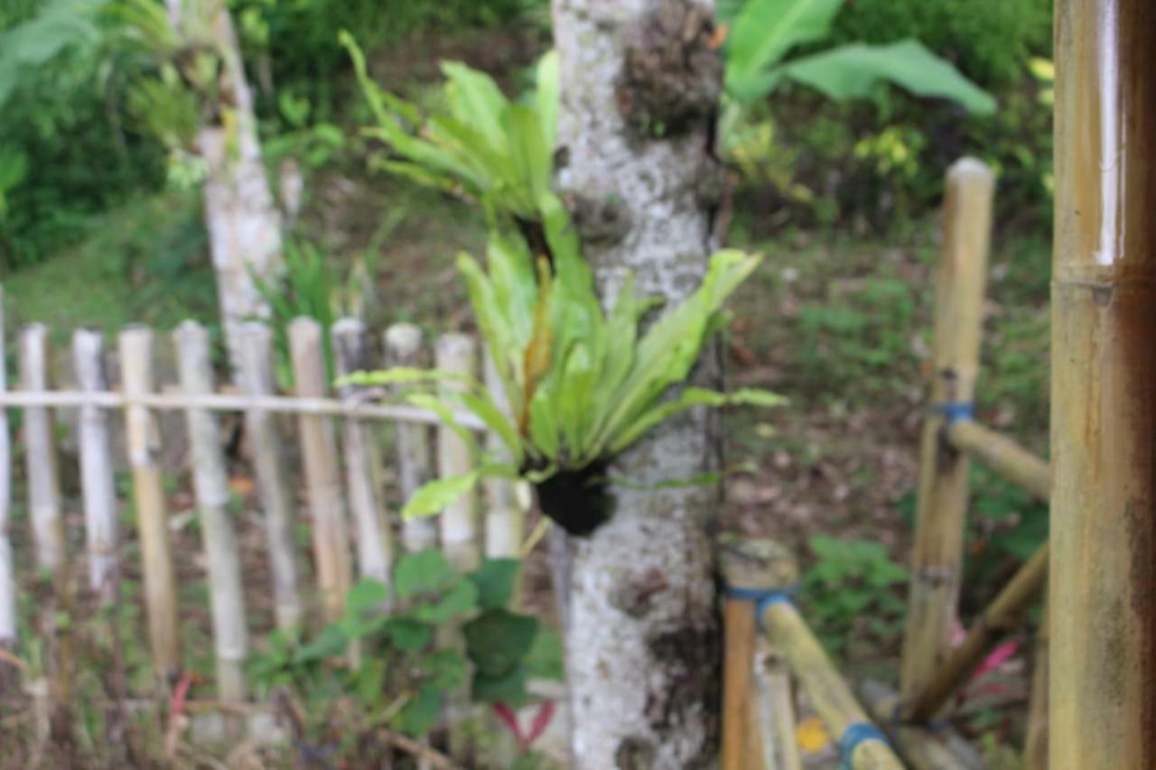 Apartament Bali Tree House Pelangi Bedugul  Zewnętrze zdjęcie